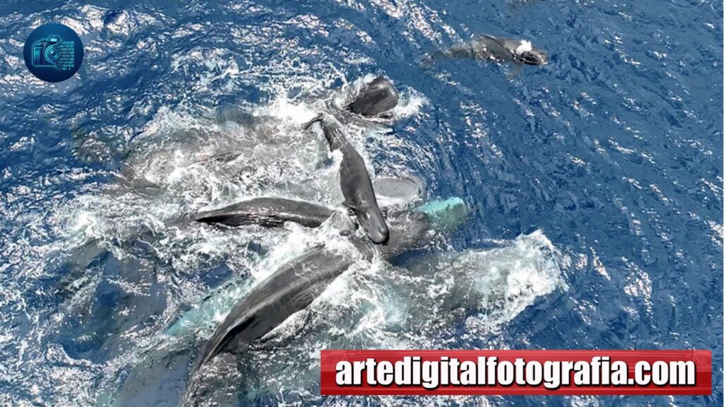 Asistencia al Parto en Ballenas Cachalote