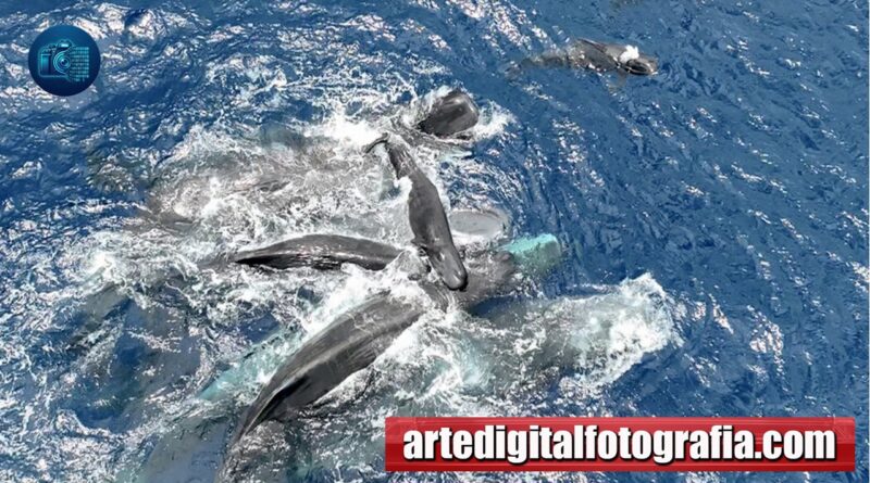 Asistencia al Parto en Ballenas Cachalote
